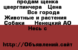 продам щенка цвергпинчера › Цена ­ 15 000 - Все города Животные и растения » Собаки   . Ненецкий АО,Несь с.